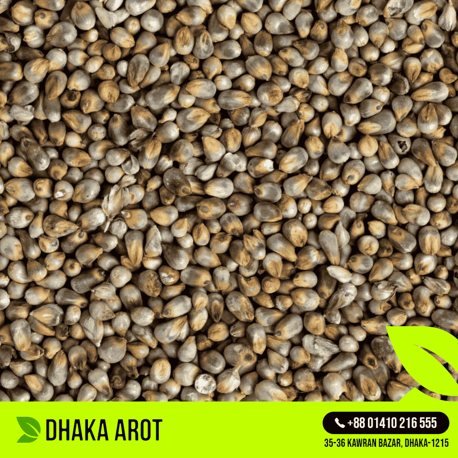 Pearl Millet (বাজরা)